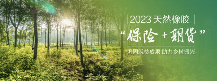 2023年“保险+期货”｜方正中期乐东项目为2824户胶农提供价格风险服务
