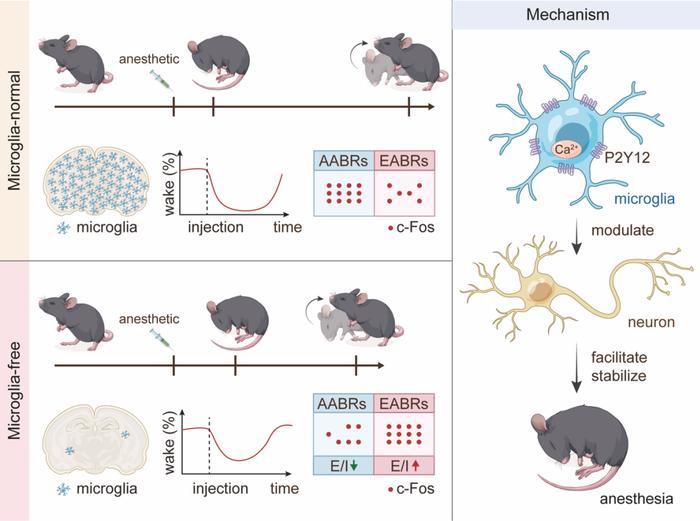 eLife｜复旦大学彭勃/舒友生：揭示小胶质细胞对麻醉诱导和觉醒过程的调控作用及其机制