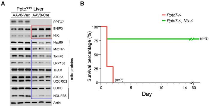 Molecular Cell | 蒋辉实验室揭示线粒体自噬的感知和抑制因子PPTC7及其对线粒体数量的调控作用