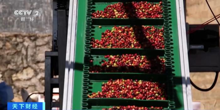 缀满枝头！云南普洱咖啡鲜果进入采摘季 生豆综合产值或超75亿元