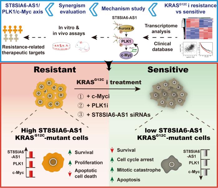 EXP HEMATOL ONCOL | 免化所免疫化学生物学课题组与合作者揭示KRASG12C抑制剂耐药的新机制和克服新策略