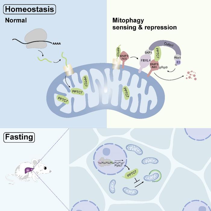 Molecular Cell | 蒋辉实验室揭示线粒体自噬的感知和抑制因子PPTC7及其对线粒体数量的调控作用