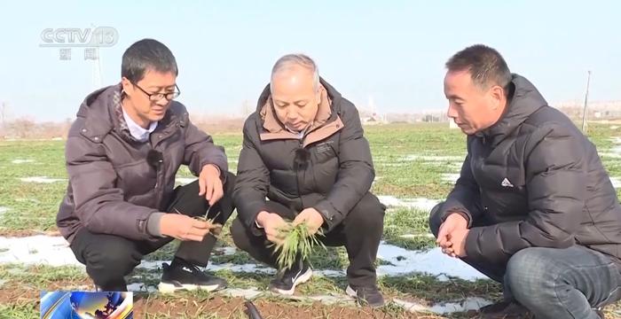 寒潮天气影响农作物生产 多地采取措施守好百姓“菜篮子”“米袋子”