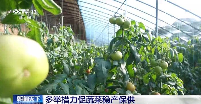 寒潮天气影响农作物生产 多地采取措施守好百姓“菜篮子”“米袋子”