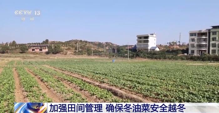 寒潮天气影响农作物生产 多地采取措施守好百姓“菜篮子”“米袋子”