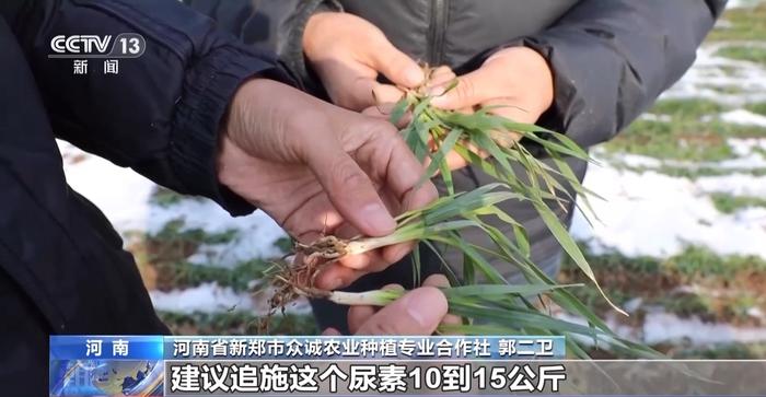 寒潮天气影响农作物生产 多地采取措施守好百姓“菜篮子”“米袋子”