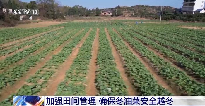 寒潮天气影响农作物生产 多地采取措施守好百姓“菜篮子”“米袋子”