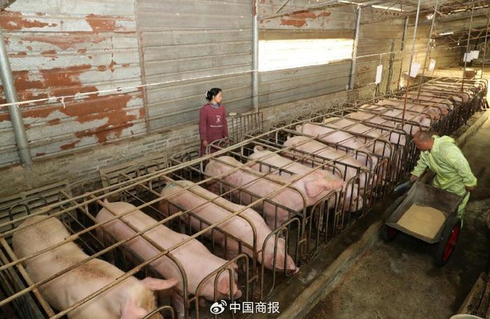 “养一头猪至少亏200元”，被困下行周期的生猪养殖户将产能砍掉90%