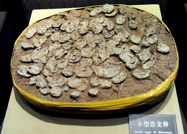 100年前横空出世的热河生物群，究竟隐藏着哪些物种起源的秘密