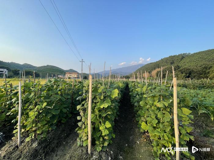 脆甜出圈！惠州徐田沙葛，从罗浮山下古村走向海外餐桌