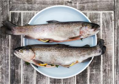 虹鳟鱼的营养价值及其在宠物食品中的应用