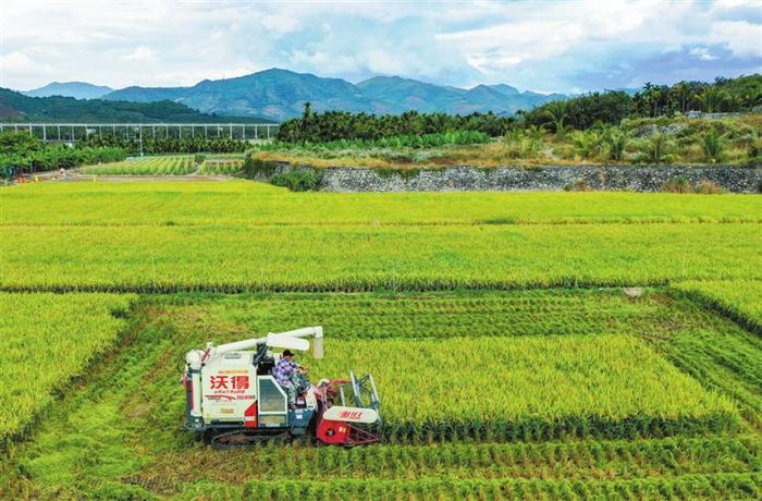 破纪录！海南三亚首次实现杂交水稻年亩产4000斤