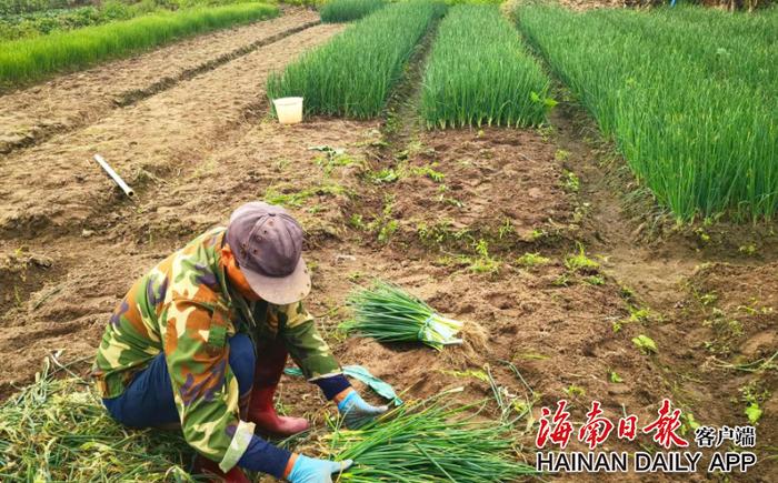 临高蔬菜基地产销忙 村民增收有盼头