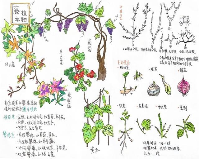 2023年全国青少年自然笔记征集活动评选结果揭晓 上海21幅作品获奖