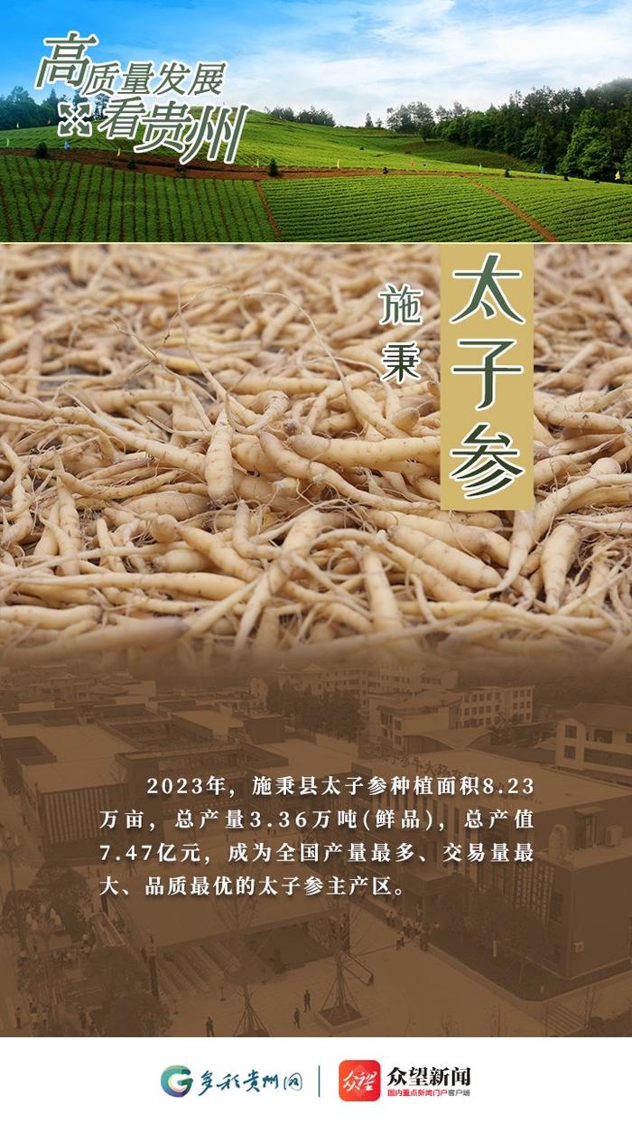 【高质量发展看贵州·海报】“中国太子参之乡”施秉 过上新“参”活