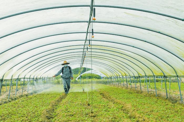 去年海口桂林洋经济开发区新建蔬菜大棚122亩 农户增产底气更足