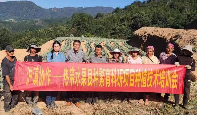 年总产值超24万元！松江在云南建了个热带水果良种繁育科研基地