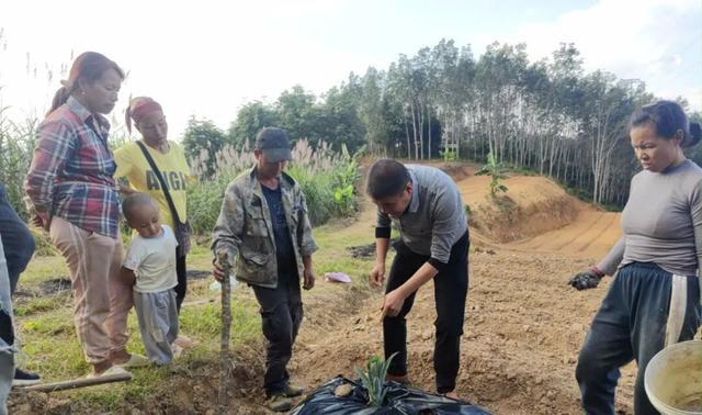 年总产值超24万元！松江在云南建了个热带水果良种繁育科研基地