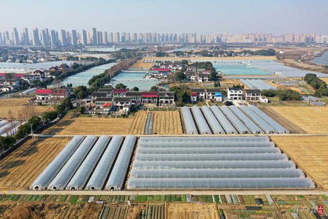 新胜大桥通车满月，青浦白鹤草莓半小时内直达昆山花桥超市