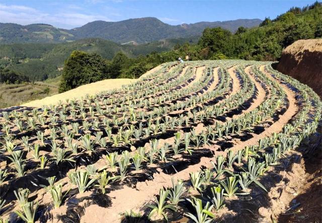 年总产值超24万元！松江在云南建了个热带水果良种繁育科研基地