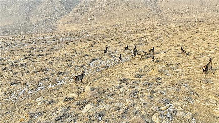 重磅策划∙三山里的精灵① | 贺兰山马鹿，从“稀客”变“常住居民”