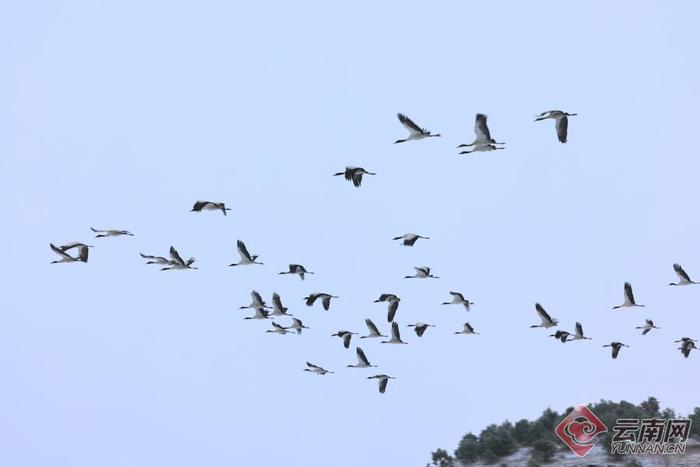 【高清组图】瑞雪迎新年 鹤舞大山包