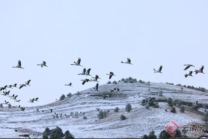 【高清组图】瑞雪迎新年 鹤舞大山包