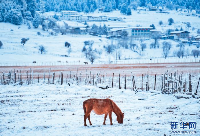 西藏鲁朗：雪落成诗 景美情长