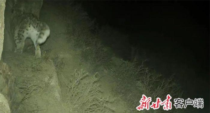 【甘快看】雪豹首次现身祁连山自然保护区永昌段