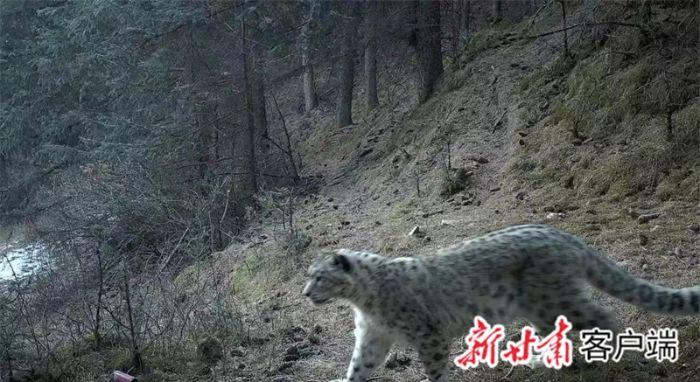 【甘快看】雪豹首次现身祁连山自然保护区永昌段