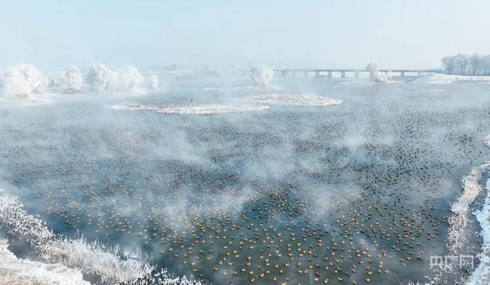 呼和浩特上演“水墨仙境”：琼树银花 雾气缭绕飞鸟戏