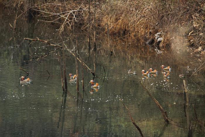 六盘水发现16只珍稀鸟类鸳鸯 属国家二级重点保护动物