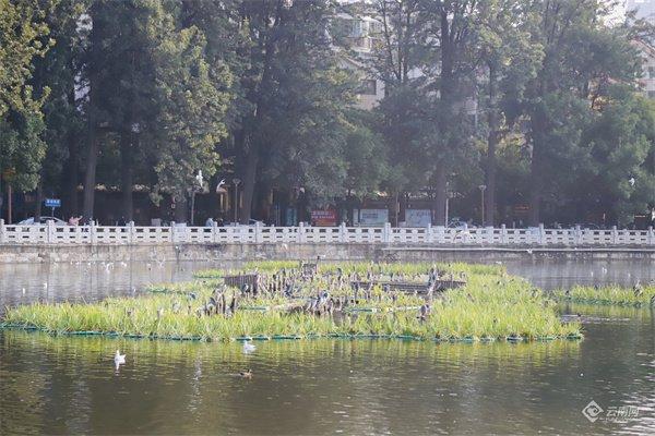 【云视角】“生态文明合伙人”在昆明翠湖探索城市生物多样性保护“样板间”