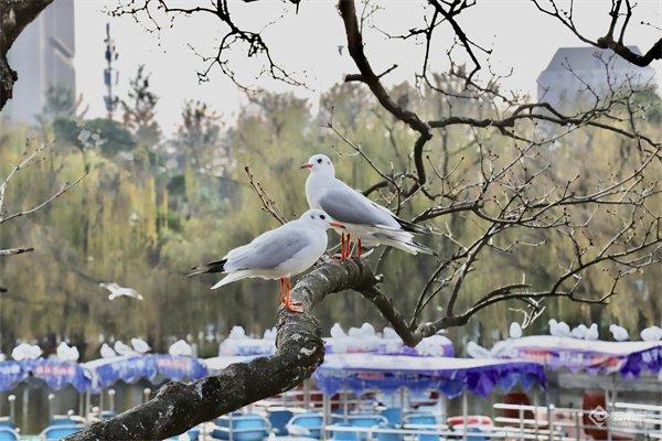 【云视角】“生态文明合伙人”在昆明翠湖探索城市生物多样性保护“样板间”