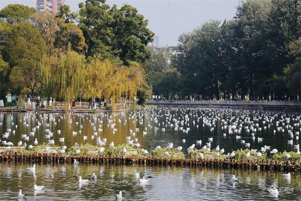 【云视角】“生态文明合伙人”在昆明翠湖探索城市生物多样性保护“样板间”