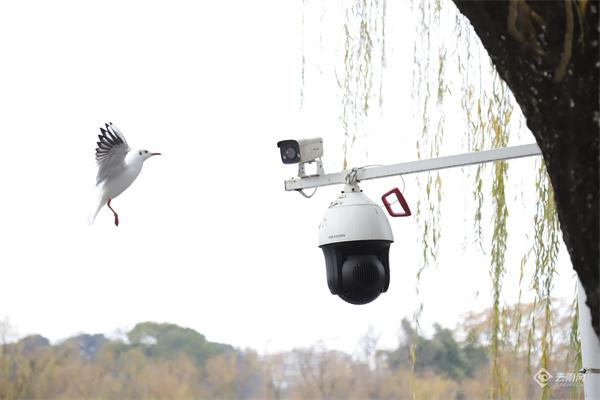 【云视角】“生态文明合伙人”在昆明翠湖探索城市生物多样性保护“样板间”