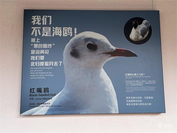 【云视角】“生态文明合伙人”在昆明翠湖探索城市生物多样性保护“样板间”