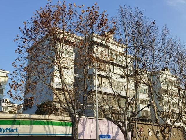 △张杨路上悬铃木梧桐树直立高耸,乍看起来与一旁的6层楼小区已是差不多高了。
