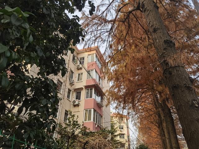 △龙柏五村的居民们反映,老虹井路西侧种植的水杉树过于高大茂盛,天热以后长出叶子的枝丫经常剐蹭到居民们的晾衣架。
