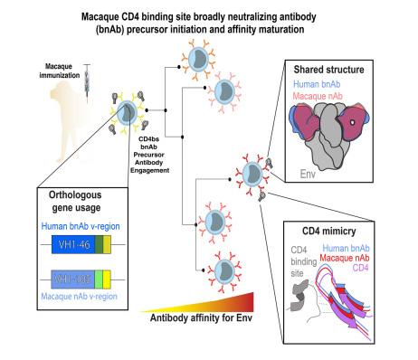 Cell | 科学家在开发HIV疫苗上取得突破性进展