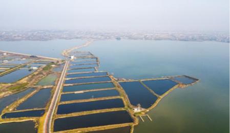 国土空间生态修复典型案例丨湖北省长江三峡地区山水林田湖草生态保护修复工程——枝江市金湖湿地生态修复项目