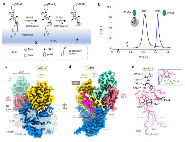 Nature子刊｜复旦大学屈前辉：合作报道GPI-AP生物合成与质量控制关键脂质重塑酶的分子机制