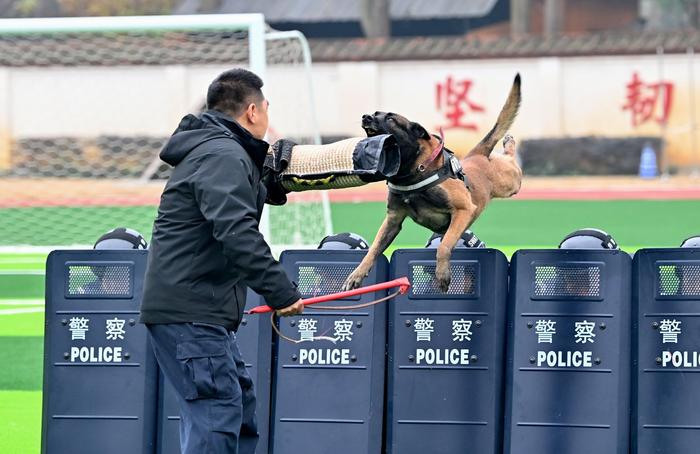 关注110警察节丨200平方米草坪找出1滴血迹！致敬“无言的战友”