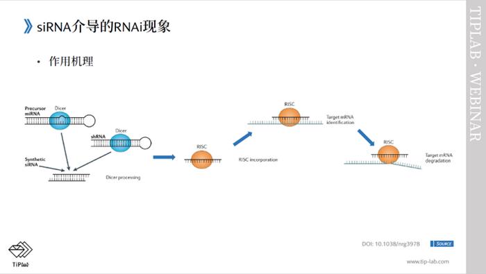 【TiPLab Webinar活动回顾】2024.1.4 - siRNA专利保护策略：如何克服创造性和支持问题