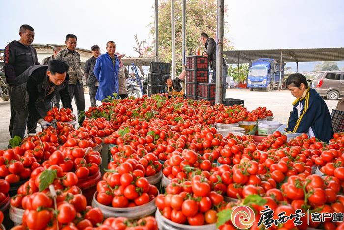 广西特色水果热销全国！武鸣沃柑、苍梧砂糖橘产销成绩喜人