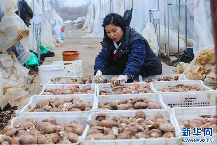 河南光山：花菇收获忙