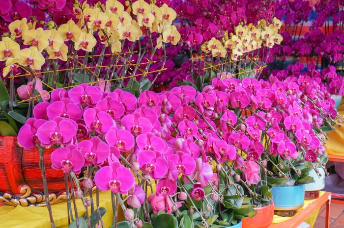 行花街啦🤩肇庆多地官宣迎春花市！时间、地点是→