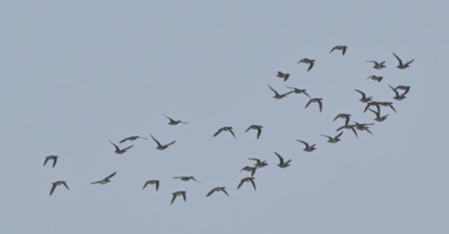 好生态引“贵客”来！2023年12月浦东记录到鸟类170种