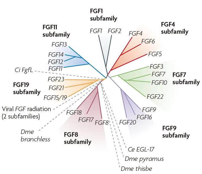 细胞因子FGF在类器官培养中的重要作用