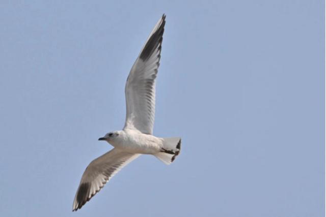 好生态引“贵客”来！2023年12月浦东记录到鸟类170种